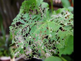 Landscaping Tip 5 for Corporate Campuses