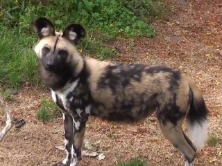 The Nature of African Wild Dogs