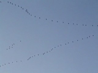 Migration et passage des Grues