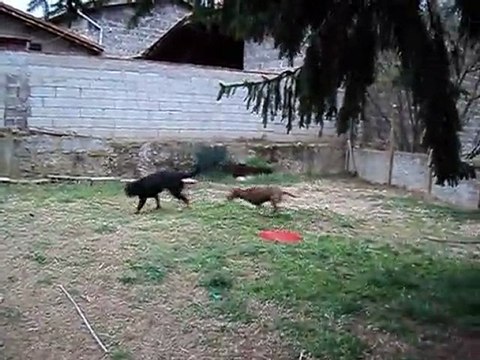 tigresse et felina le samedi 12 mars 2011