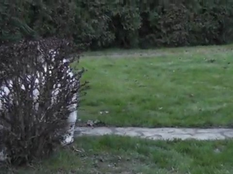 forban chiot montagne des pyrénées 3 mois