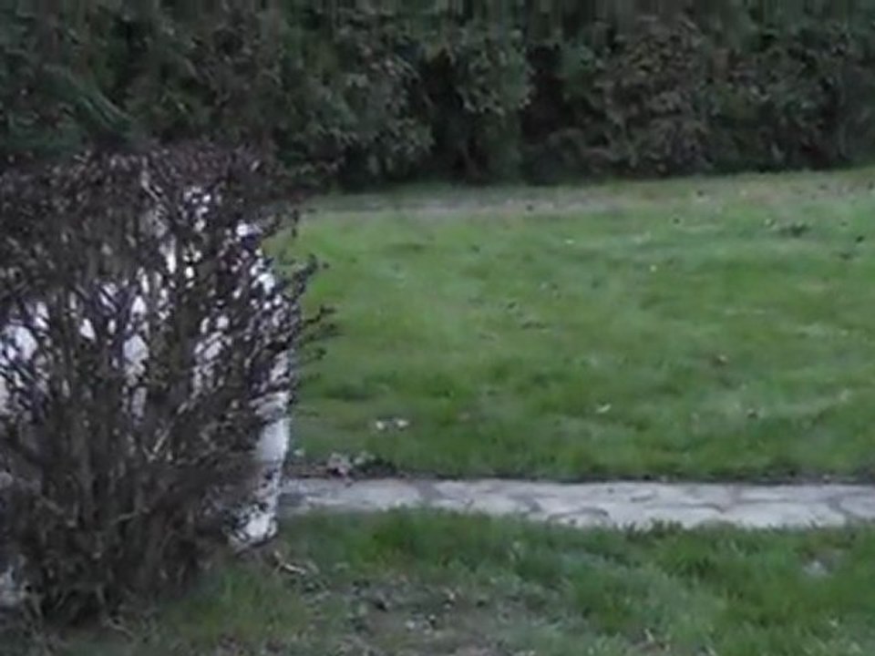 forban chiot montagne des pyrénées 3 mois