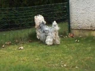 Les chiens sont énervés !