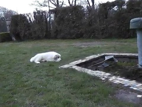 chiot montagne des pyrénées 3 mois forban