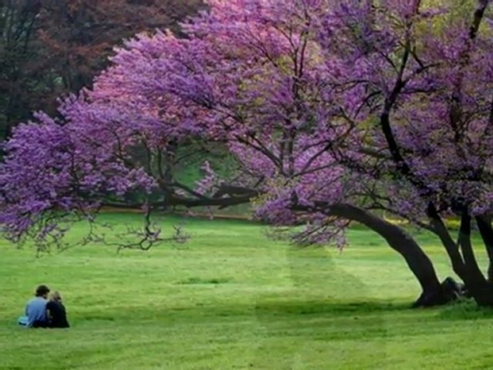 ben gamlı hazan sense bahar