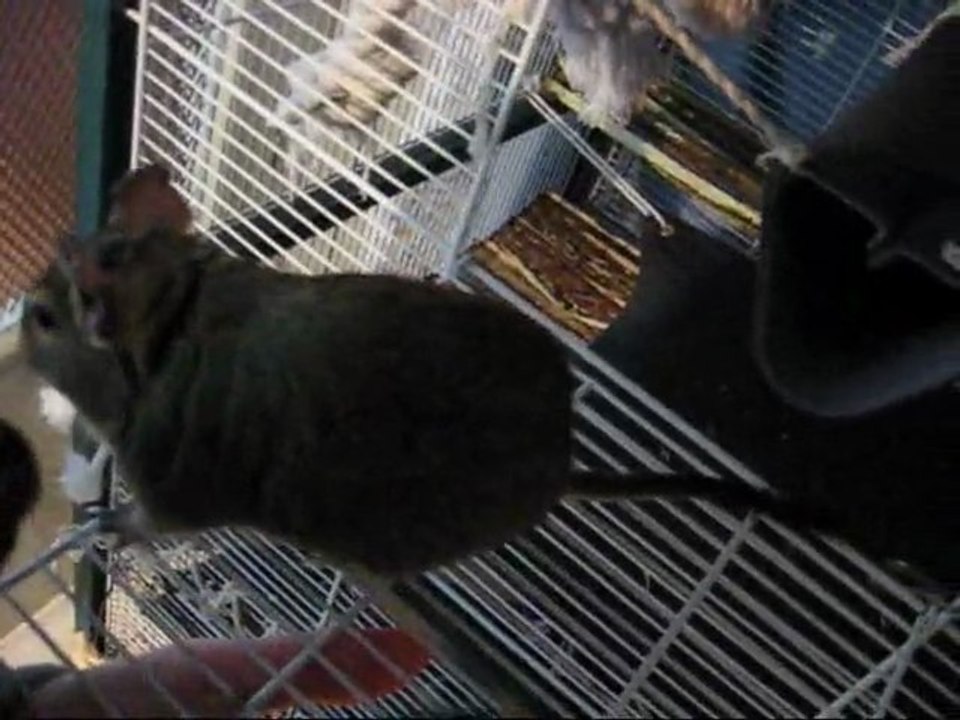 Mes octodons et l'invasion...