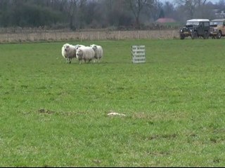 Internationale Lente Schapen trial Heijen 2011