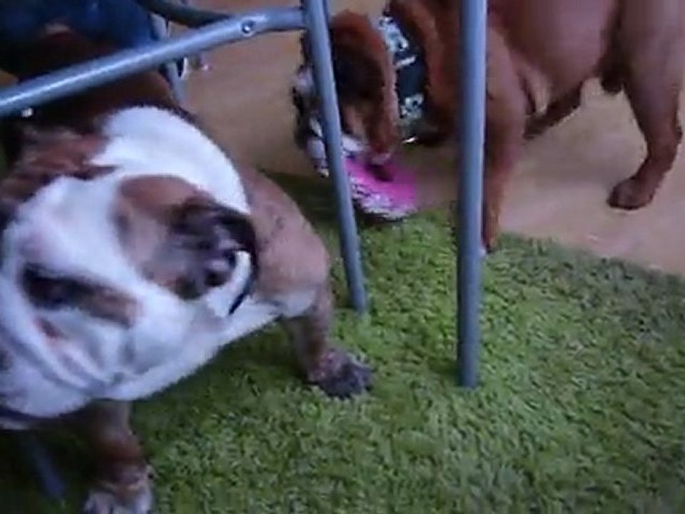 Lolita attaque Nash