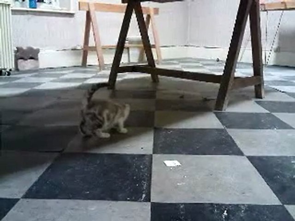 BEBE NORMAN (2)
