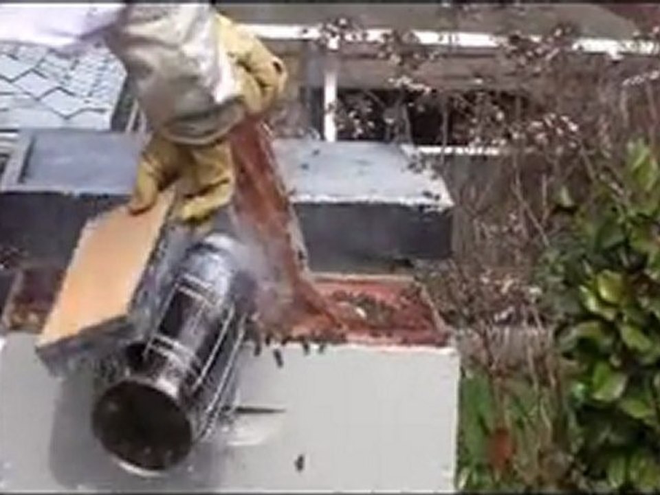 Mar. 13/11 How to Check and Control Varroa Mite in Your Hive