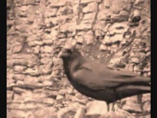 Bergeronneth - Voices of the Trees