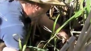 Harvesting & Preparing Cattails Part 3 of 6