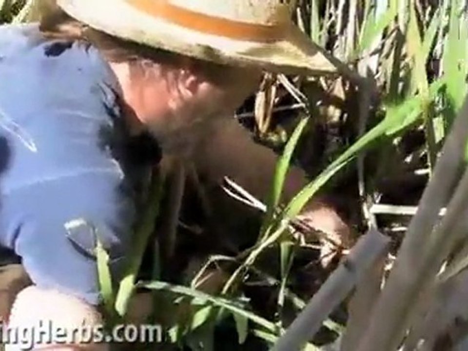 Harvesting & Preparing Cattails Part 3 of 6