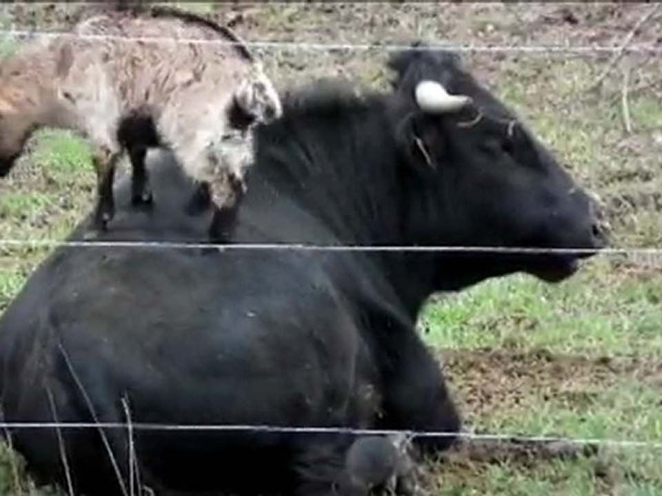 Un taureau de CORRIDA Dévore deux biquettes.