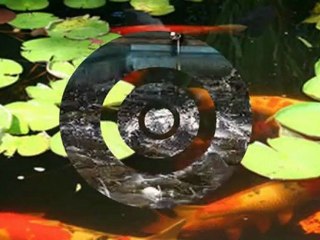 FREE Success Tips For Fish Farm Business Owners