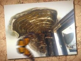 Removing mold Caldwell