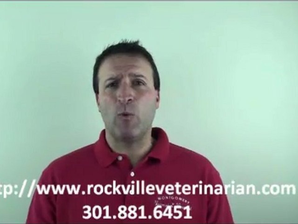 What Pet Is Right For Me