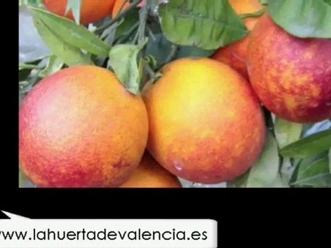 La “roja” de las naranjas. Comprar naranjas sanguinelli.