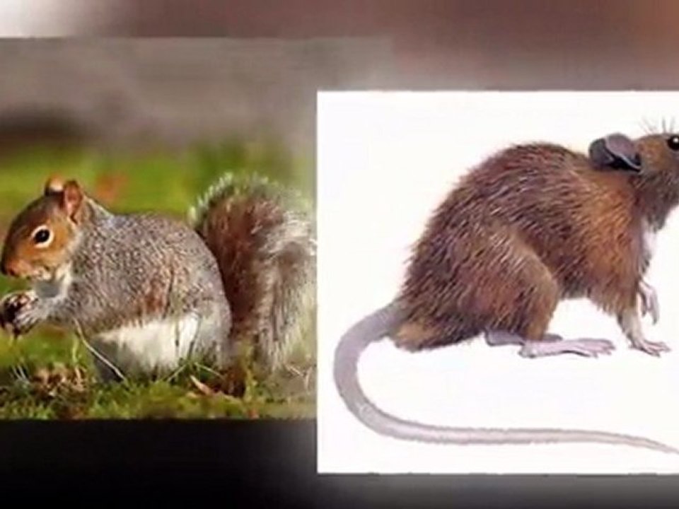 Natural Deer repellent for Gardens, Rabbit, Rat & Mouse Repe