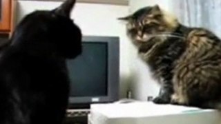 Discussione tra gatti