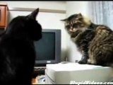 Discussione tra gatti