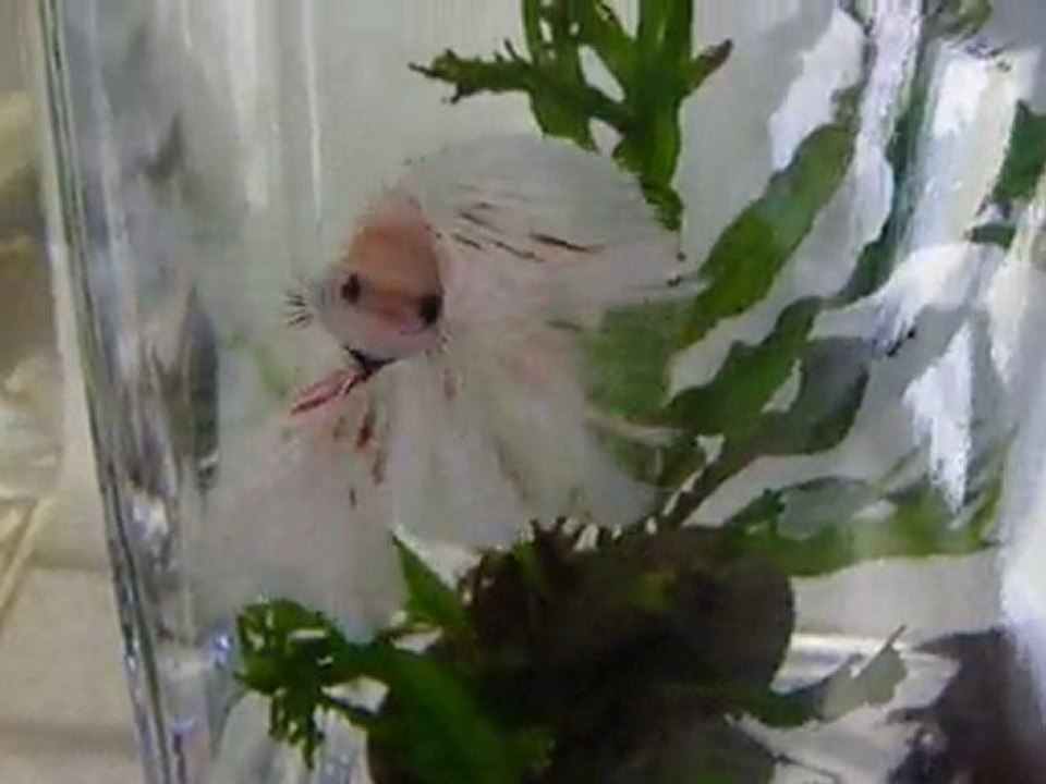 Yoshi