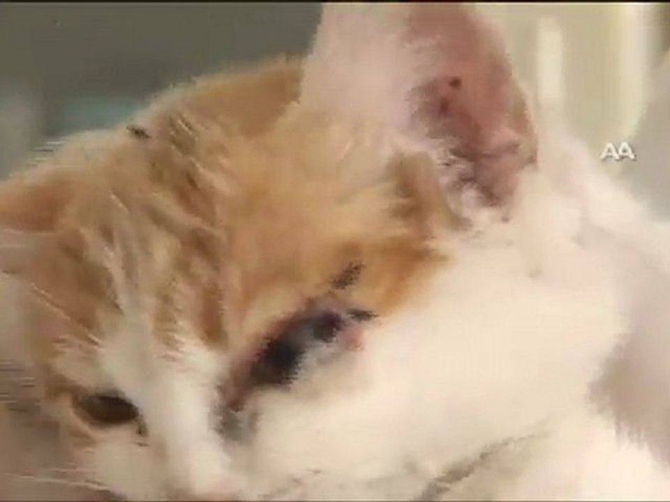 3 KULAKLI KEDİ