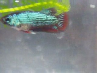 Un jeune de 2 mois et 10 jours