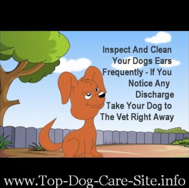 Dog Care Basic