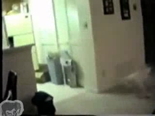 Un chien qui a vraiment envie de jouer