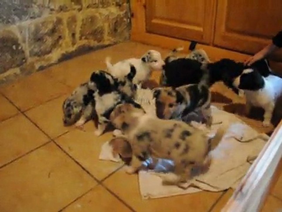 chiots de Zora 13mars11
