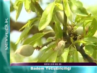 badem yetistiriciligi