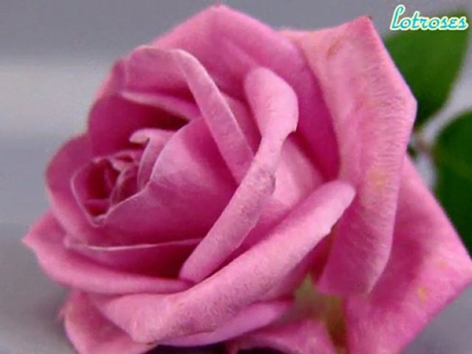 Ey Gül-Fon