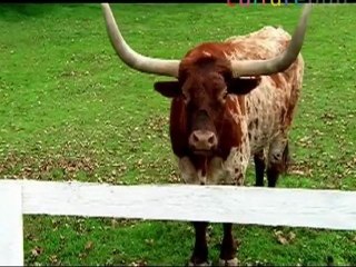 Calf and Colt, friends forever / Budweiser Clydesdale series