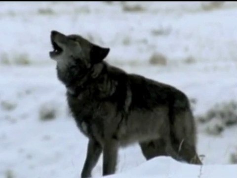 Clip La jument de Michao (le loup, le renard et la belette)