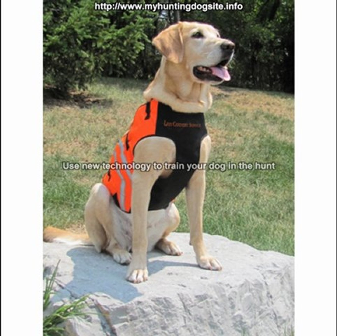 ⁣Hunting Dog Training Tools