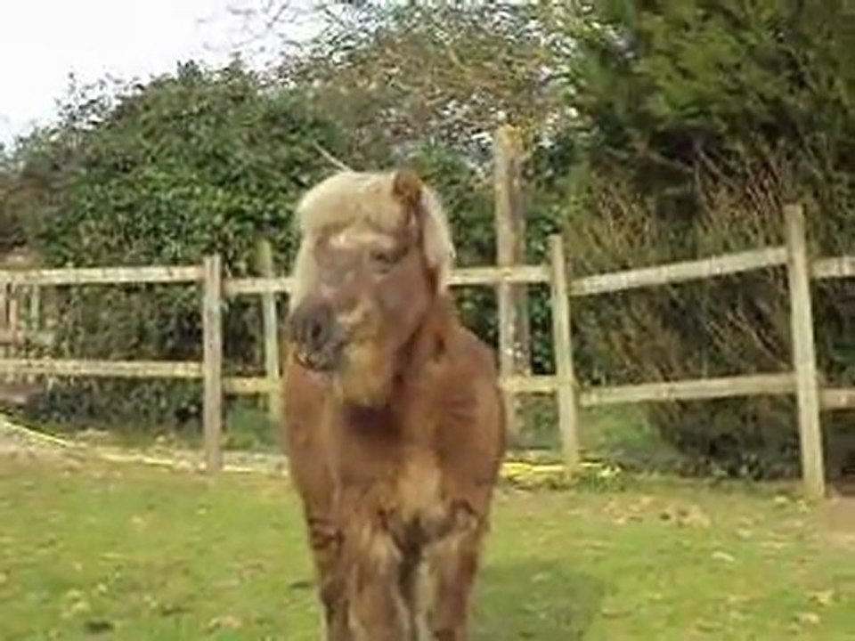 videosBDS shetland