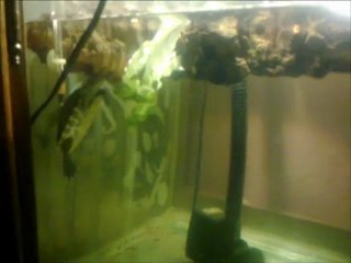 Mes Tortues (TSS,PCC)