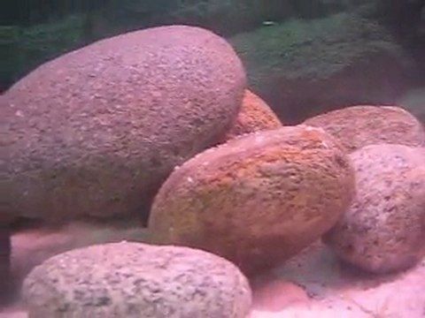 TROPHEUS RED BEMBA SAFKAN