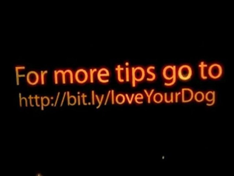 Dog Illness Video Prevention By Spotting Dog Symptoms