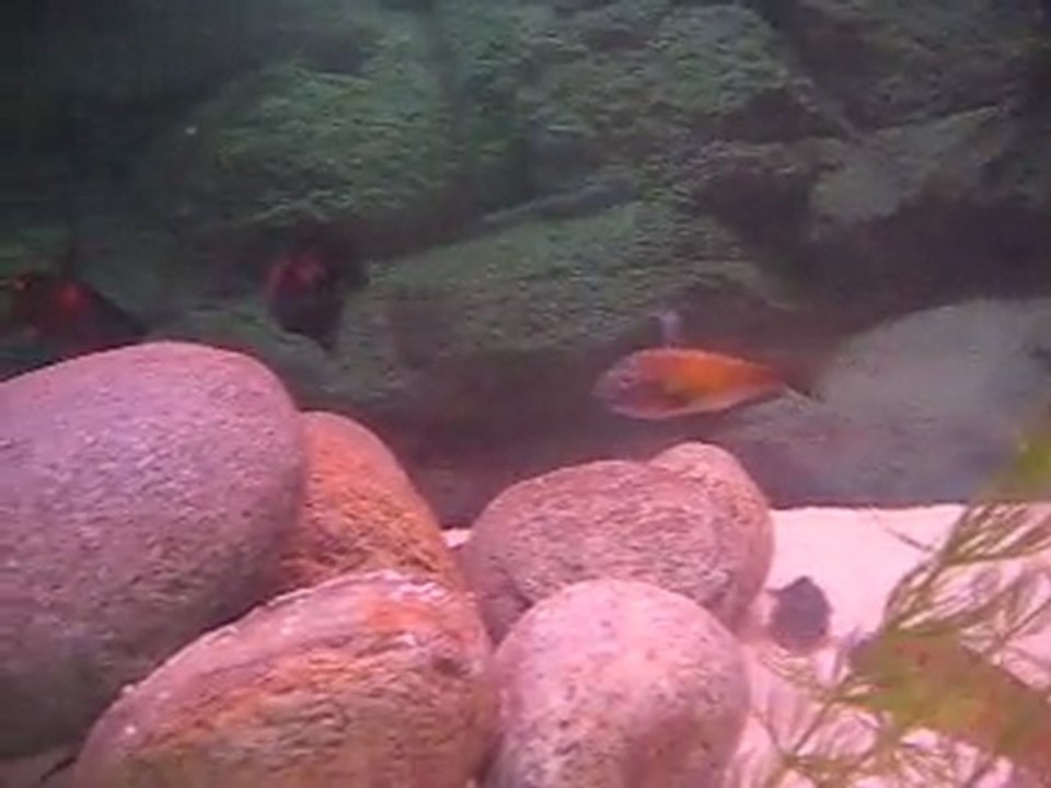 TROPHEUS SAFKAN RED BEMBA