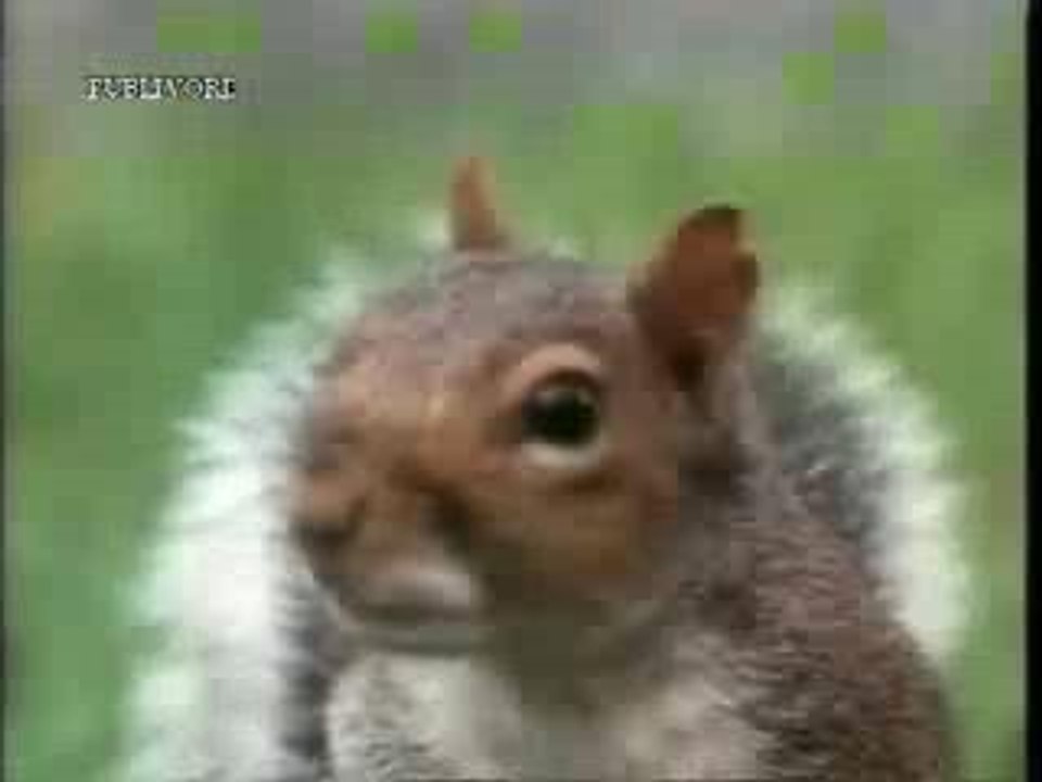 ecureuil-parcours-combattant