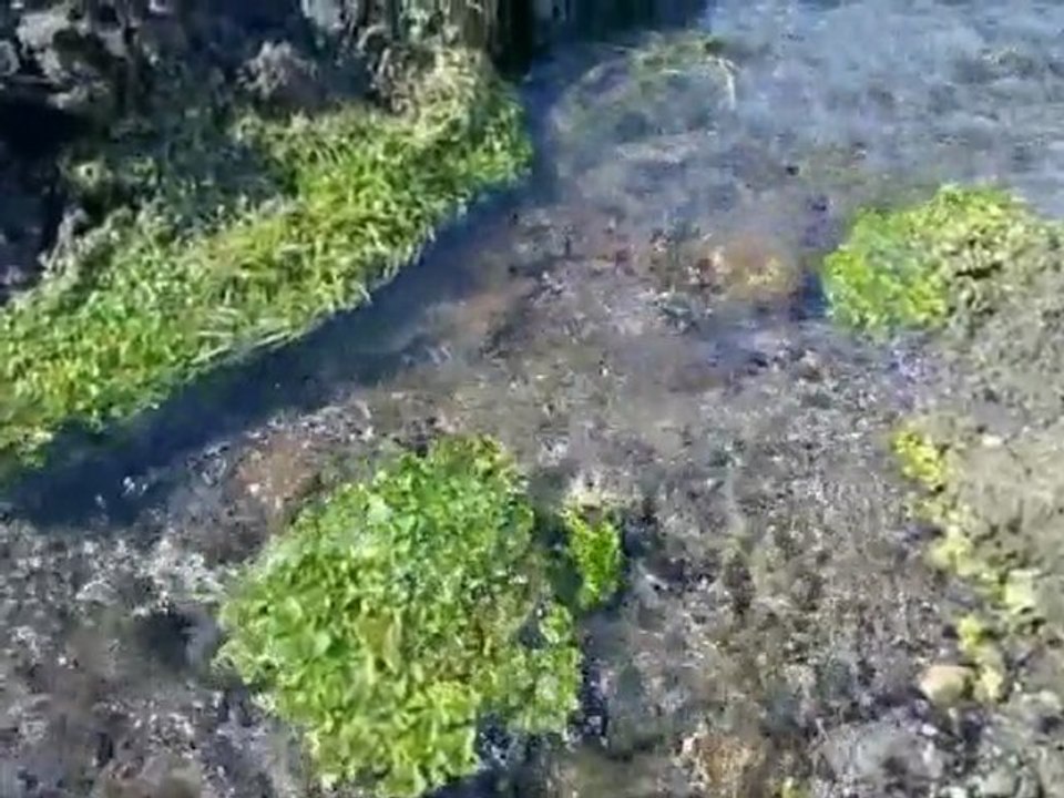 2011 demirdöven sezon açılışı 13032011