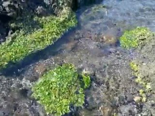 2011 demirdöven sezon açılışı 13032011