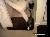 Il gattino si porta via la carta igienica