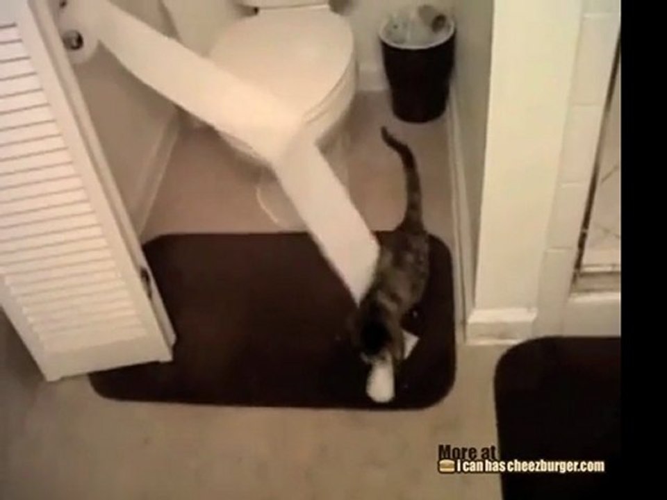 Il gattino si porta via la carta igienica