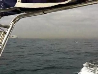 Dauphins à Marseille