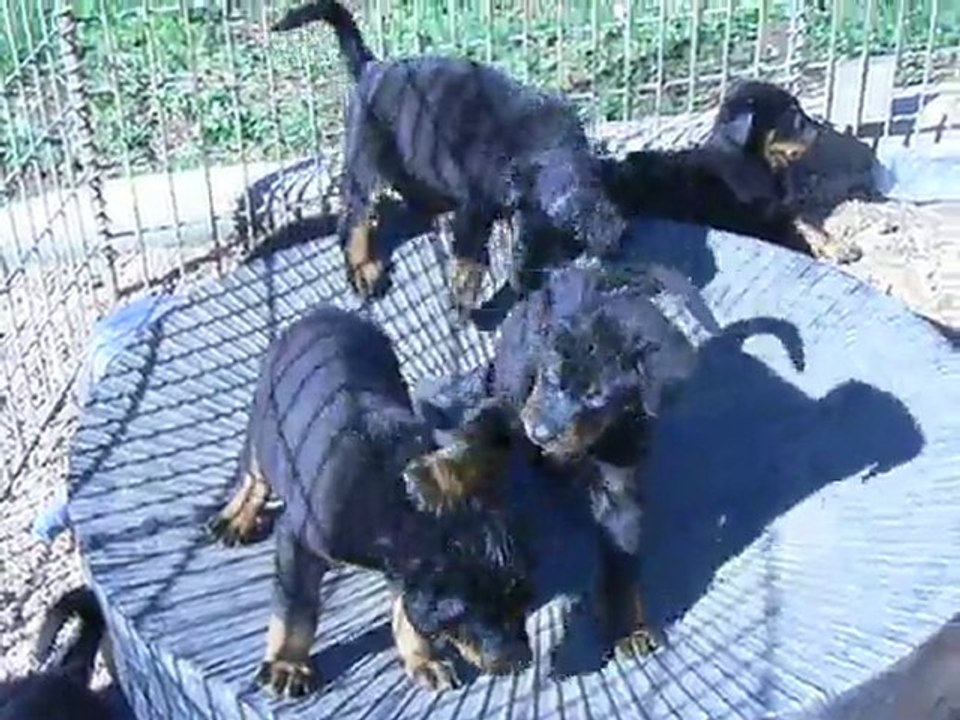 chiots Aska Brenus 1