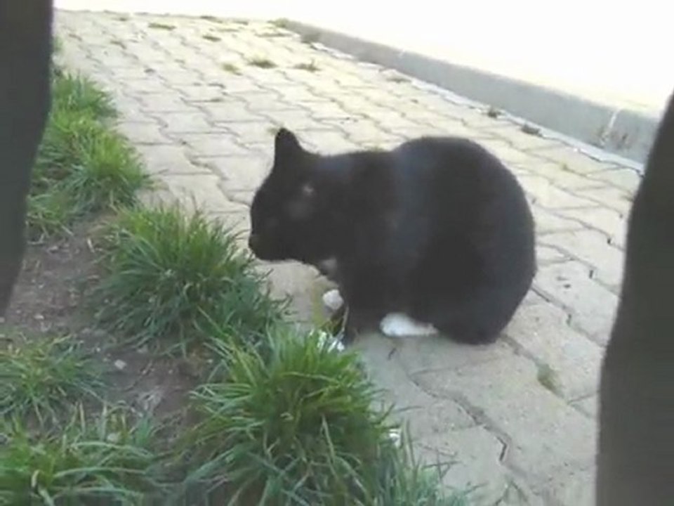 ABBIE2