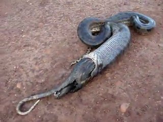 Anaconda vomit un raton laveur Impressionnant [Buzz Serpent]
